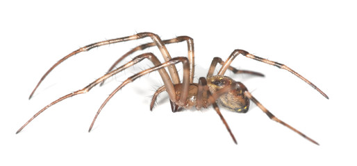 European cave spider (Meta menardi) isolated on white