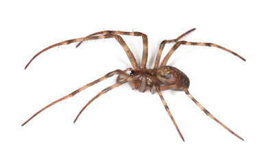 European cave spider (Meta menardi) isolated on white