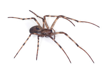 European cave spider (Meta menardi) isolated on white
