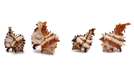 Seashells
