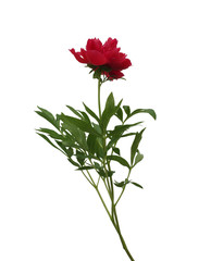 Long stem flower of red peony with leaves on white background