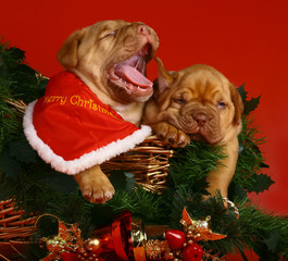 Two puppies in sledge with a Christmas garland.