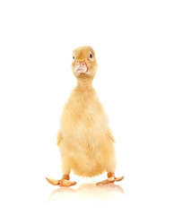 yellow duck on a white background .