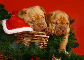 Two Christmas puppies.