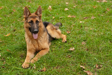 Little cute shephard.