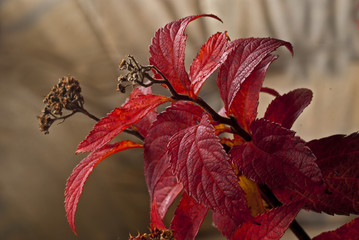 jesienne liście © Henryk Olszewski