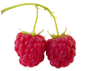 branch of two ripe raspberries