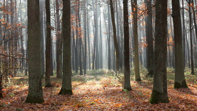 Autumn forest sunrise
