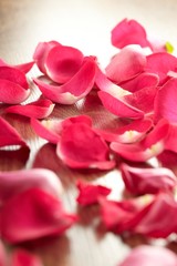 Petals of a rose