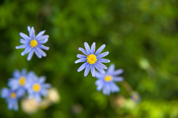Obraz premium Purple daisies on green blurred background