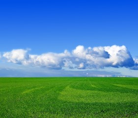 Fototapeta premium green wheat field under a clouds