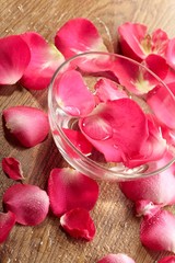 red rose, drop water