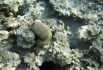 Coral reef in Egypt