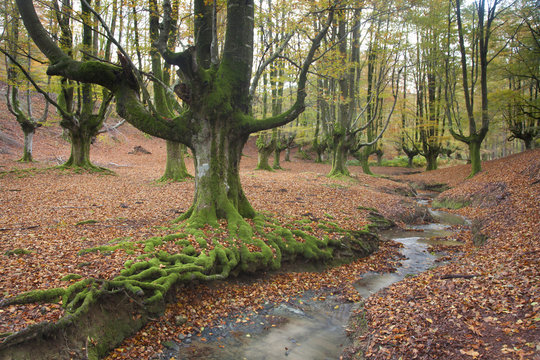 Hayedo de Otzarreta en Oto&ntilde;o, Gorbeia, Alava, Espa&ntilde;a