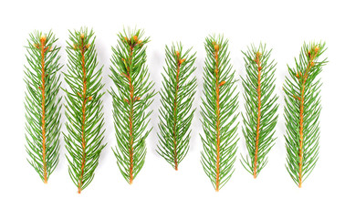Green pine tree branches isolated on white background