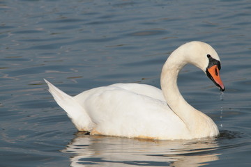 Obraz premium Höckerschwan (Cygnus olor)
