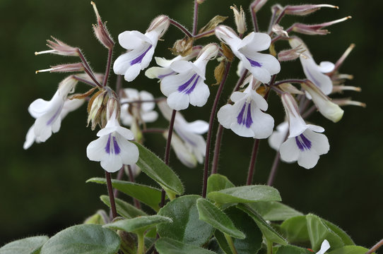 Chirita tamiania
