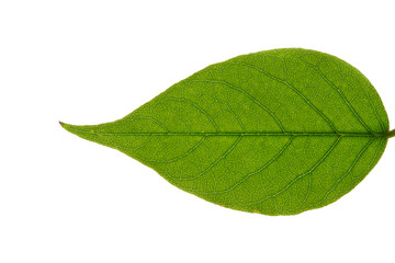 Fototapeta na wymiar Leaf Close-Up