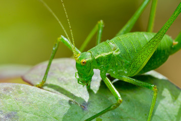 Katydid