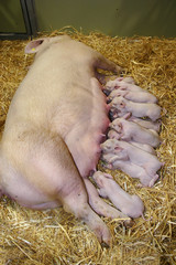 Little piglets suckling their mother