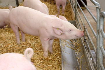 A young pig drinking water