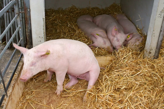 Happy young pigs on the farm