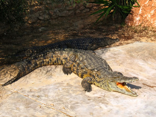 The crocodiles on the farm on Djerba Island, Tunisia