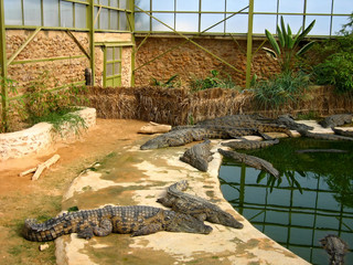 The crocodiles on the farm on Djerba Island, Tunisia