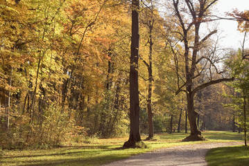 Forest Walkway with Autumn Colors