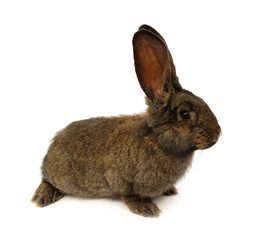 Rabbit isolated on white background