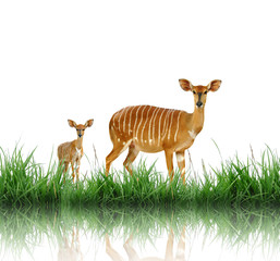 nyala with green grass isolated