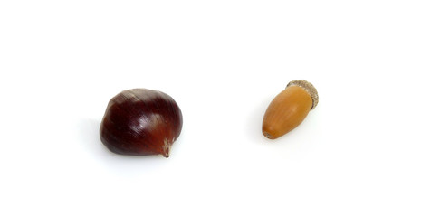 Castagna e ghianda
