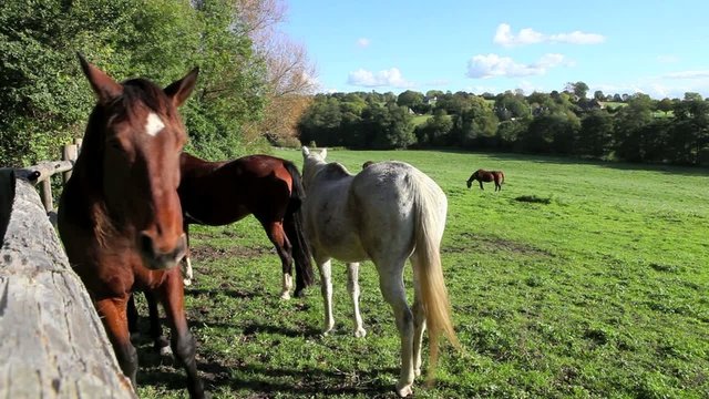 chevaux en Normandie