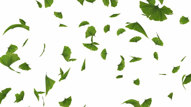 Falling leaves - camera rotation - alpha masked and looped