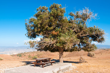 Tree in Cyprus with bench