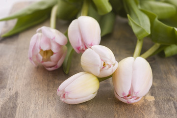 pink tulips close up