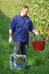 Vintner in the vineyard