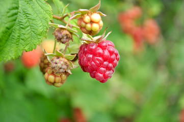 Ripe raspberries in the garden