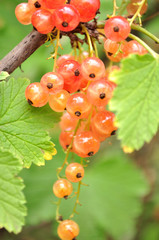 Ripe currant in the garden