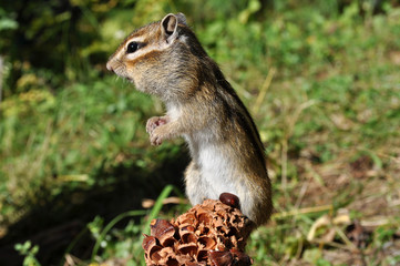 Встревоженный бурундук (chipmunk)