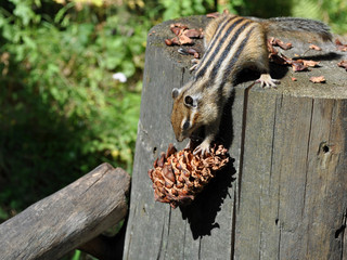 Бурундук (chipmunk): стой, шишка, не падай