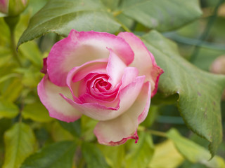 Rosa su sfondo verde