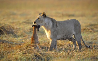 Lioness with prey.