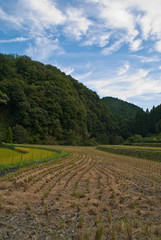 Fototapeta na wymiar A recently-harvested rice field in rural Japan