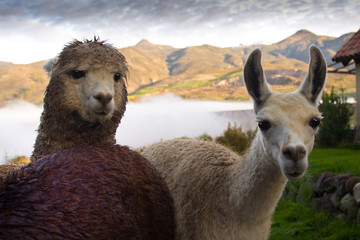 lama © tommypiconefotografo