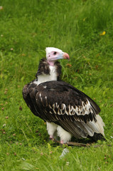 White-headed Vulture