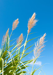 Grasses against the sky