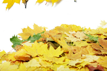 Many leaves on a white background.