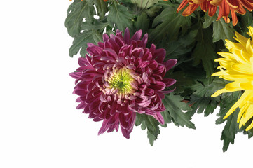 chrysanthème