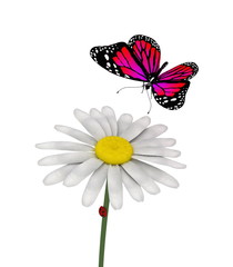 butterfly and daisy on white background